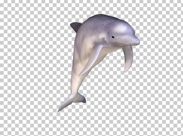 Common Bottlenose Dolphin Short-beaked Common Dolphin Tucuxi Rough-toothed Dolphin Wholphin PNG, Clipart, Biology, Bottlenose Dolphin, Common Bottlenose Dolphin, Fauna, Hemoglobin Free PNG Download