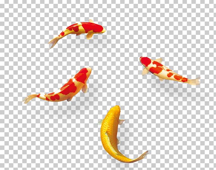 Koi Mid-Autumn Festival Information PNG, Clipart, Chinese, Chinese Style, Common Carp, Goldfish, Information Free PNG Download