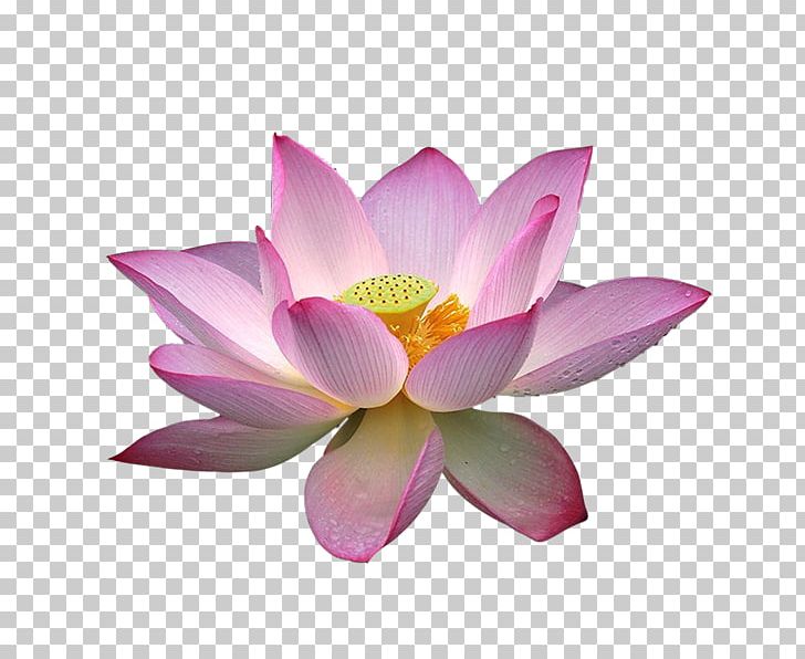 Nelumbo Nucifera Lotus Effect PNG, Clipart, Aquatic Plant, Aquatic Plants, Clip Art, Computer Icons, Download Free PNG Download