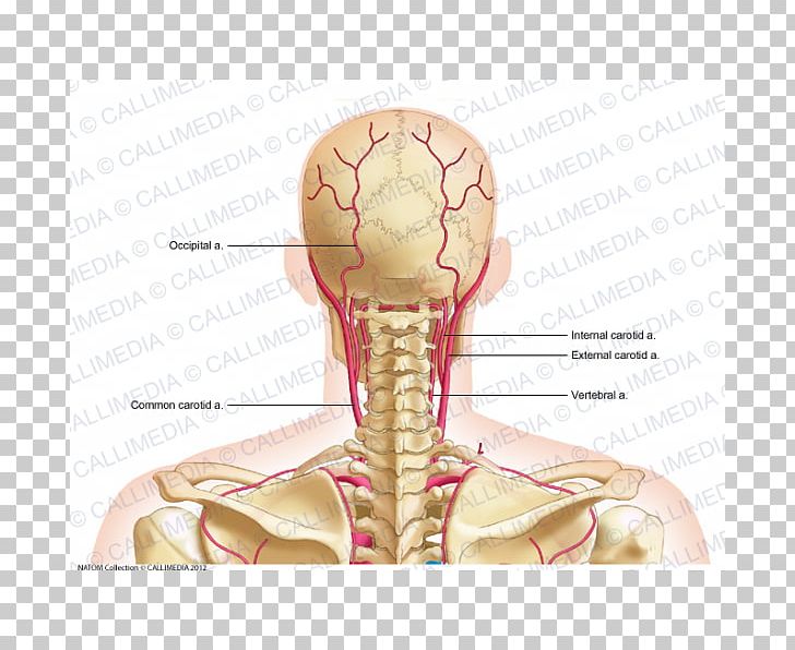 Common Carotid Artery External Carotid Artery Posterior Triangle Of The Neck Dorsal Scapular Artery PNG, Clipart, Anatomy, Arm, Artery, Axillary Artery, Bone Free PNG Download