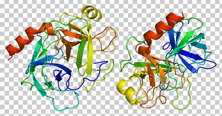 Trypsin 1 Enzyme Trypsinogen Serine Protease PNG, Clipart, Art, Artwork, Biochemistry, Biology, Cell Free PNG Download