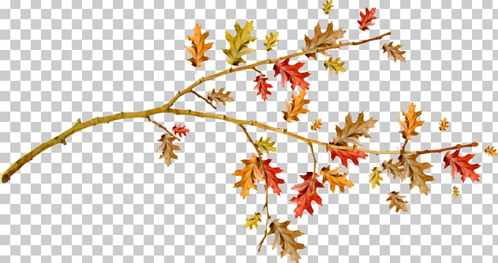 Twig Leaf PNG, Clipart, Branch, Cartoon, Download, Drawing, Flora Free PNG Download