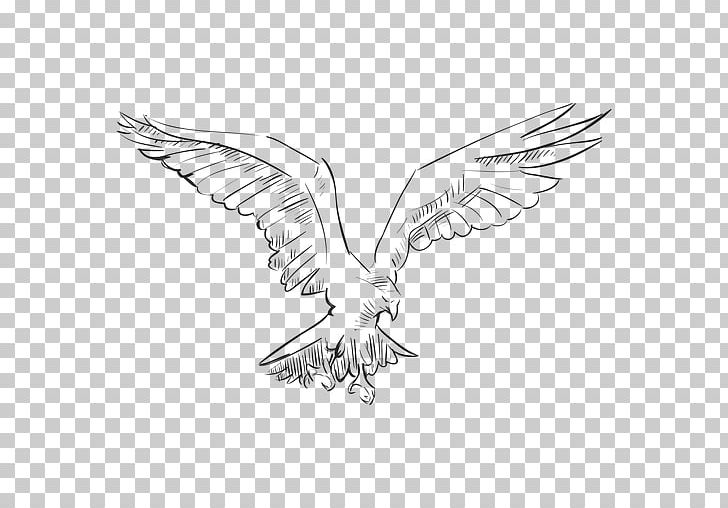 Eagle Bird Drawing PNG, Clipart, Animals, Artwork, Beak, Bird, Bird Of Prey Free PNG Download