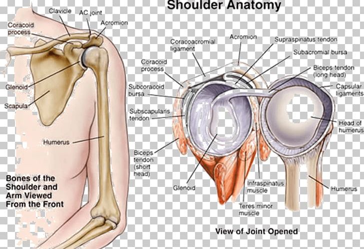 Shoulder Joint Human Anatomy PNG, Clipart, Anatomy, Arm, Bone, Coronal Plane, Ear Free PNG Download