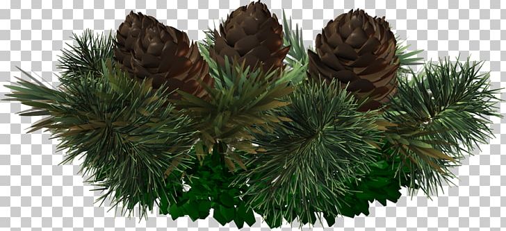Spruce Pine Christmas Ornament Fir Tree PNG, Clipart, Branch, Christmas, Christmas Decoration, Christmas Ornament, Conifer Free PNG Download