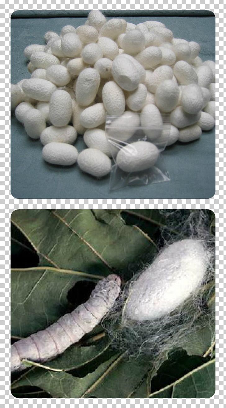 The Silkworm Sericulture PNG, Clipart, Bombycidae, Bombyx Mori, Bozzolo, Ecdysis, Fiber Free PNG Download