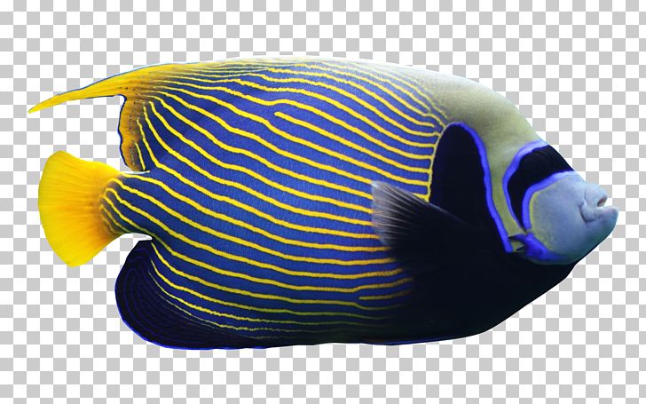 Angelfish PNG, Clipart, Angelfish, Animal, Animals, Clip Art, Cobalt Blue Free PNG Download