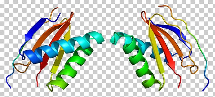 DYNLL1 DYNLL2 Dynein Wikipedia Protein PNG, Clipart, Art, Artwork, Dimension, Dlg4, Dynein Free PNG Download