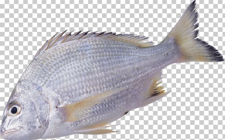 Fish PNG, Clipart, Animals, Barramundi, Bony Fish, Carp, Download Free PNG Download