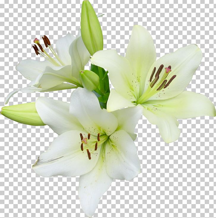Flower Runner Easter Lily Wildflower PNG, Clipart, Botanical Illustration, Calla Lily, Cut Flowers, Euclidean Vector, Floristry Free PNG Download