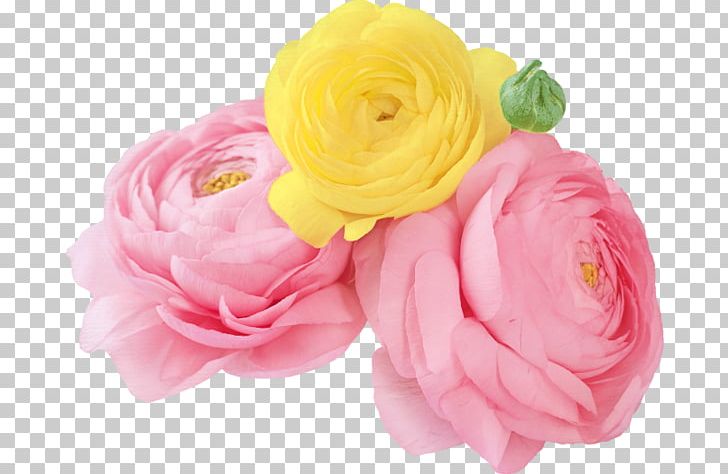 Garden Roses Flower IPhone 4S Centifolia Roses PNG, Clipart, Artificial Flower, Camellia, Centifolia Roses, Cut Flower, Flower Arranging Free PNG Download