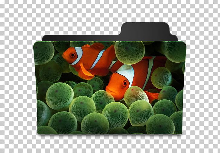 IPhone 4S IPhone 5 IPhone 3G IPhone X PNG, Clipart, Apple, Clownfish, Desktop Wallpaper, Fish, Fruit Nut Free PNG Download