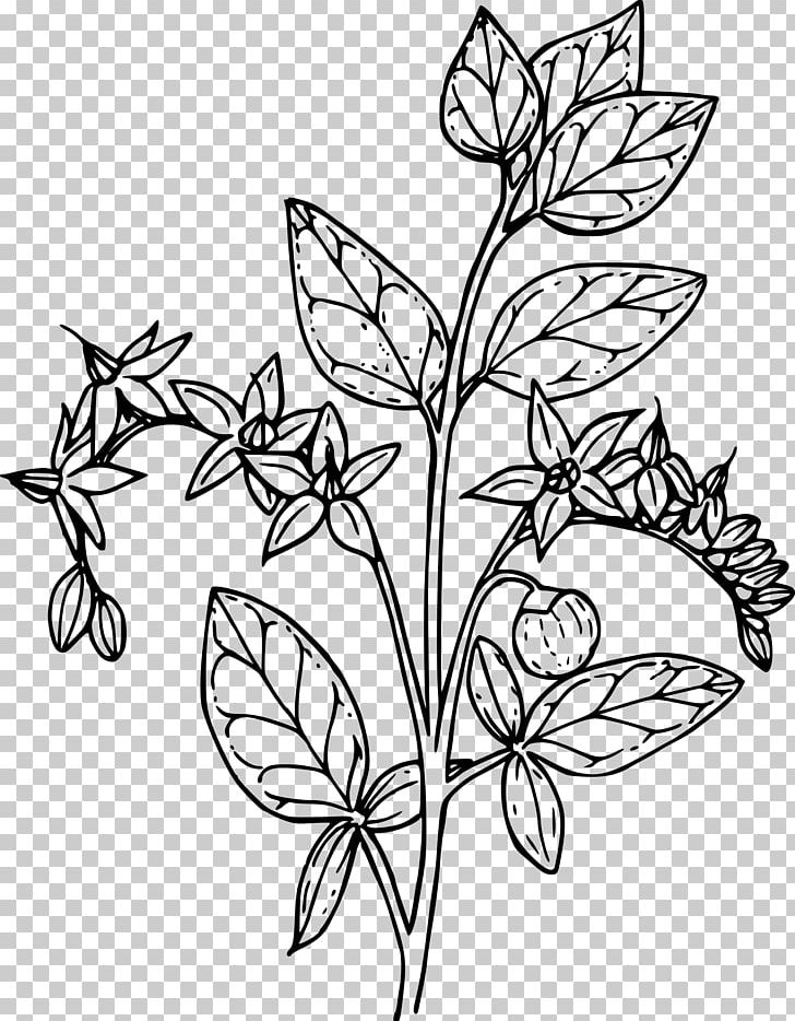 Line Art Vine PNG, Clipart, Black And White, Branch, Brush Footed Butterfly, Butterfly, Color Free PNG Download