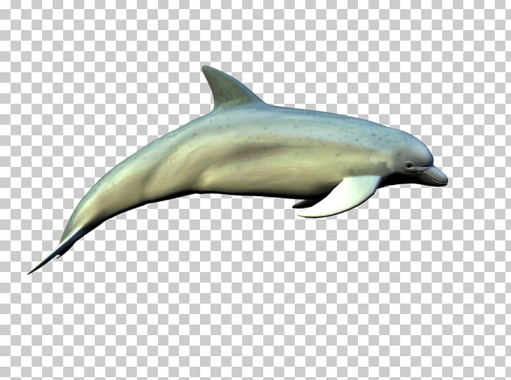 Spinner Dolphin Common Bottlenose Dolphin Short-beaked Common Dolphin Rough-toothed Dolphin Tucuxi PNG, Clipart, Biology, Bottlenose Dolphin, Common Bottlenose Dolphin, Fauna, Longbeaked Common Dolphin Free PNG Download