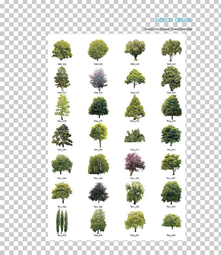 Tree 柳公权楷书 Calligraphy 智永真草千字文 楷书四大家 PNG, Clipart, 2d Computer Graphics, Calligraphy, Color, Conifers, Cypress Tree Free PNG Download