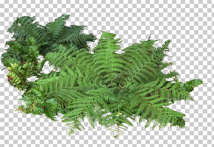 Adiantum Capillus-veneris Fern Shrub Plant PNG, Clipart, Adiantum Capillus Veneris, Adiantum Capillusveneris, Autumn Tree, Bush, Bushes Free PNG Download