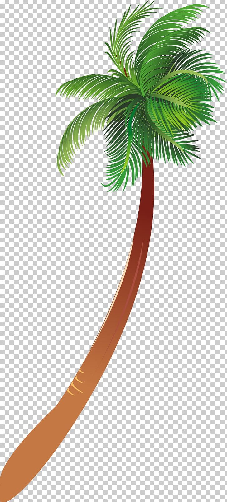 Arecaceae Woody Plant Tree PNG, Clipart, Arecaceae, Arecales, Coconut, Download, Drawing Free PNG Download