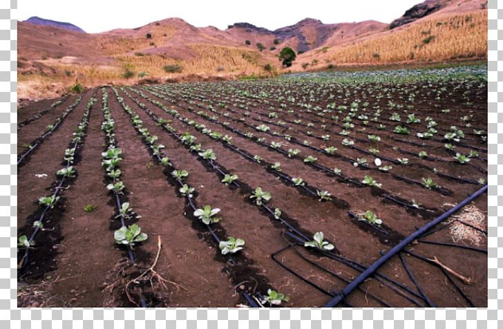 Farm Drip Irrigation Agriculture Garden Watering Systems PNG, Clipart, Agriculture, Crop, Drip, Drip Irrigation, Farm Free PNG Download