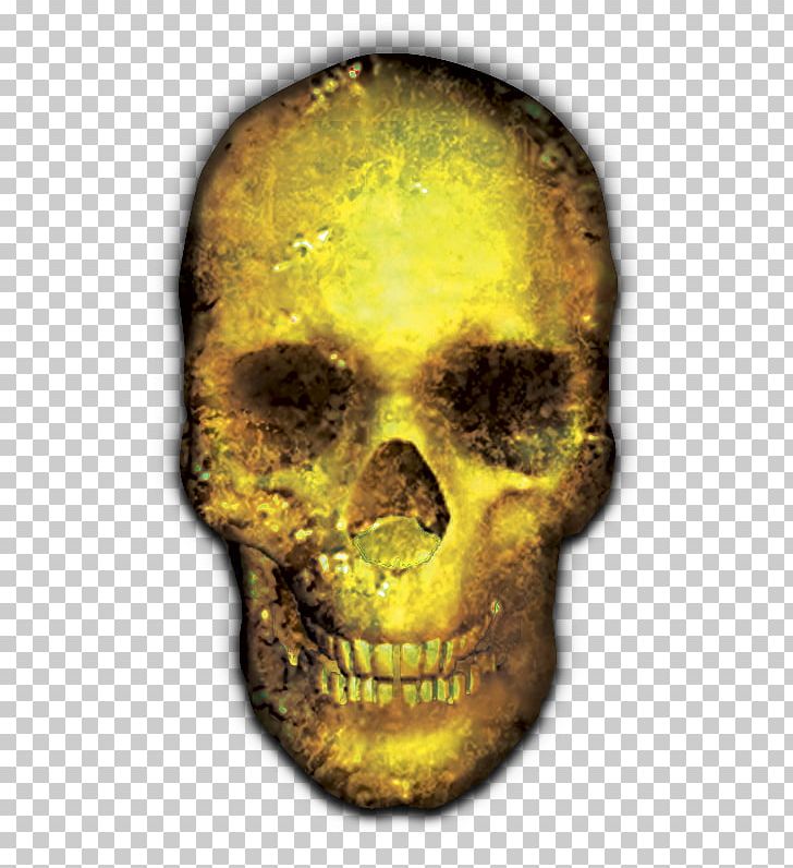 Skull Skeleton Bone PNG, Clipart, Bone, Bones, Computer Software, Dbl, Directory Free PNG Download