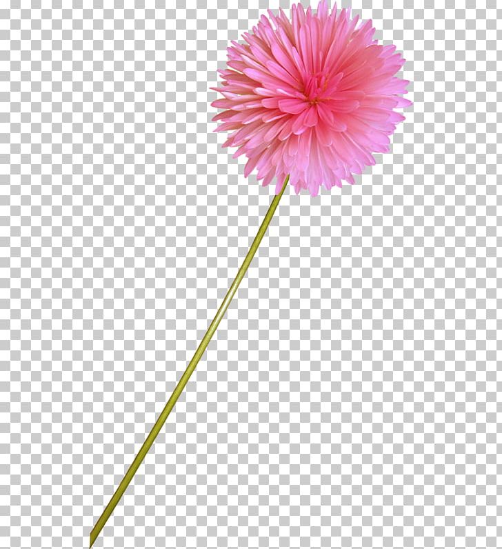 Transvaal Daisy Digital PNG, Clipart, Cicek, Cicek Resimleri, Cut Flowers, Daisy Family, Decorative Pattern Free PNG Download