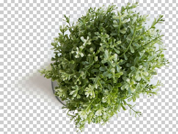 Tree Plant Shrub Swamp Spanish Oak Chives PNG, Clipart, Chives, Grass, Groundcover, Herb, Leaf Vegetable Free PNG Download