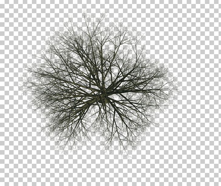 Tree Woody Plant Branch Twig Aufsicht PNG, Clipart, Architectural Drawing, Architecture, Aufsicht, Black And White, Branch Free PNG Download