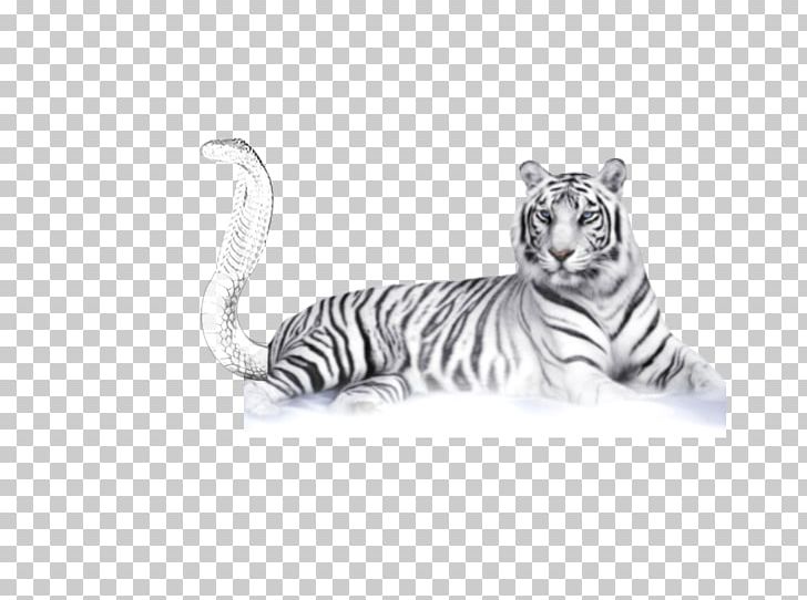 White Tiger Bengal Tiger PNG, Clipart, Animal, Bengal Tiger, Big Cat, Big Cats, Black And White Free PNG Download
