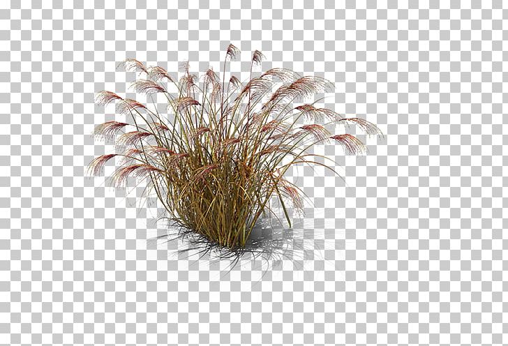 Chinese Silver Grass Miscanthus Giganteus PNG, Clipart, Angle, Chinese Silver Grass, Grass, Grasses, Grass Family Free PNG Download