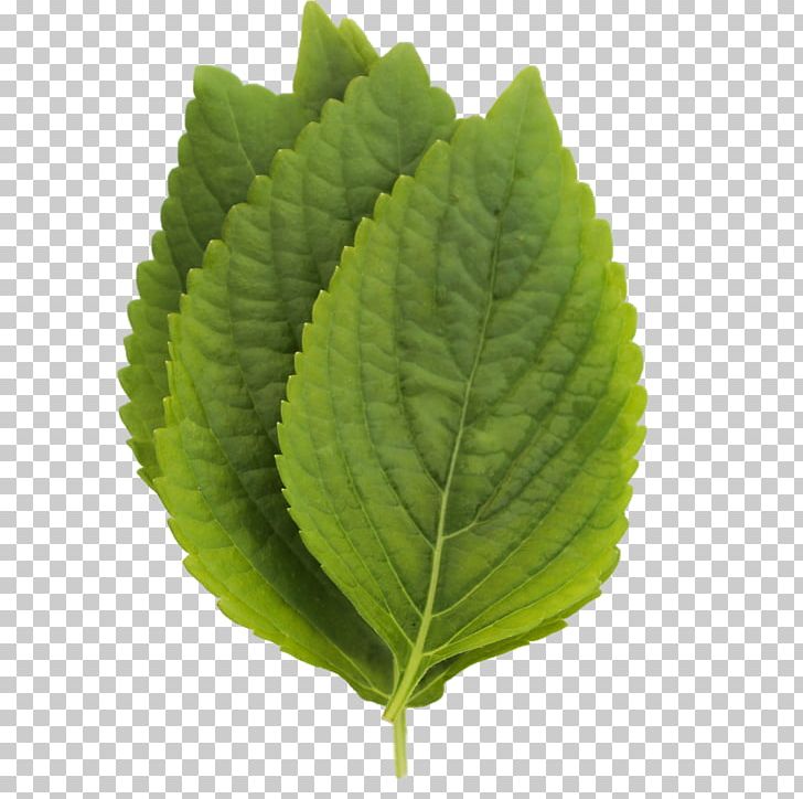 Perilla Leaf PNG, Clipart, Herb, Leaf, Microgreens, Others, Perilla Free PNG Download