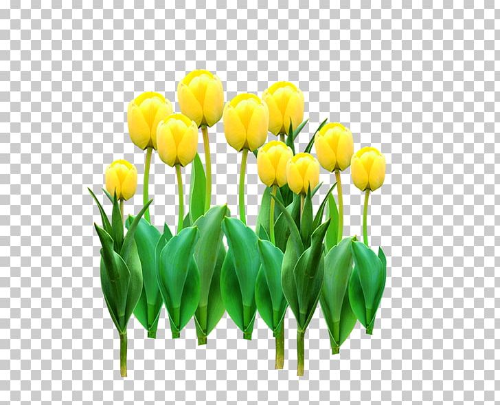 Tulip Yellow Flower PNG, Clipart, Computer Wallpaper, Cut Flowers, Download, Encapsulated Postscript, Flower Bouquet Free PNG Download