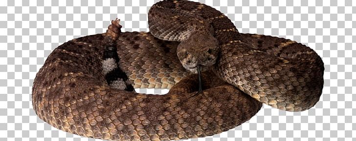 Western Diamondback Rattlesnake Vipers PNG, Clipart, Animals, Boa Constrictor, Boas, Computer Icons, Crotalus Durissus Free PNG Download