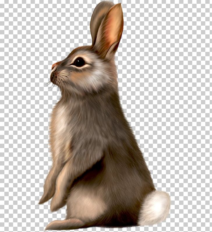 Easter Bunny Rabbit PNG, Clipart, Animal, Animals, Art, Brown Bunny, Color Free PNG Download