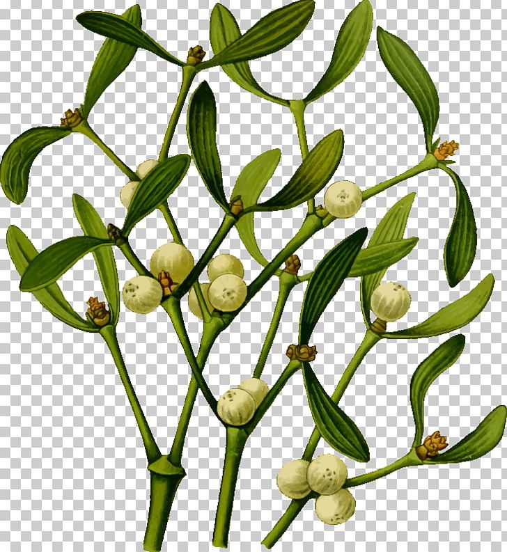 Mistletoe Plant PNG, Clipart, Art, Branch, Christmas, Flower, Flowering Plant Free PNG Download
