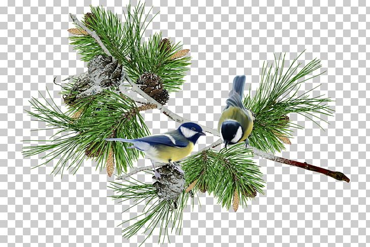 Bird Raster Graphics PNG, Clipart, Animal, Animals, Bird, Branch, Christmas Decoration Free PNG Download