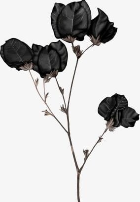 Black Flowers PNG, Clipart, Black, Black Clipart, Black Clipart, Black Flowers, Cartoon Free PNG Download