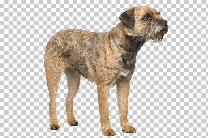 Border Terrier Dutch Smoushond Cairn Terrier Dog Breed Border Collie PNG, Clipart, American Kennel Club, Australian Terrier, Border Collie, Border Terrier, Boston Terrier Free PNG Download