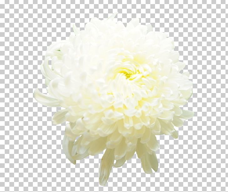 Chrysanthemum Xd7grandiflorum Cut Flowers Icon PNG, Clipart, Chrysanthemum Chrysanthemum, Chrysanthemum Xd7grandiflorum, Chrysanths, Dahlia, Daisy Family Free PNG Download
