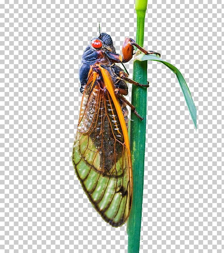 Cicadas Insect Cicadidae Computer File PNG, Clipart, Animal, Animals, Arthropod, Cicada, Cicadas Free PNG Download