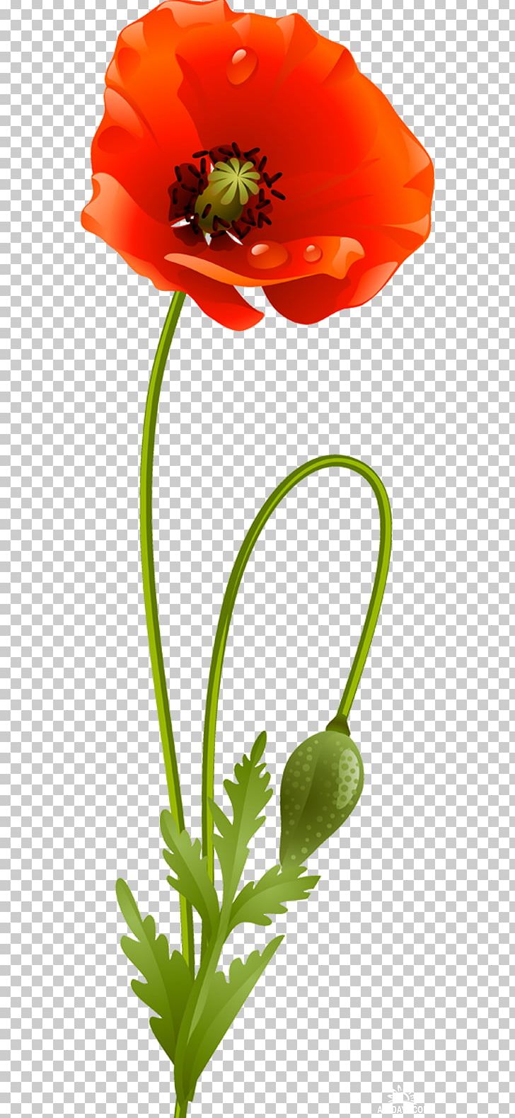 Flower Poppy Plant Stem PNG, Clipart, Blume, Clip Art, Common Poppy, Coquelicot, Cut Flowers Free PNG Download