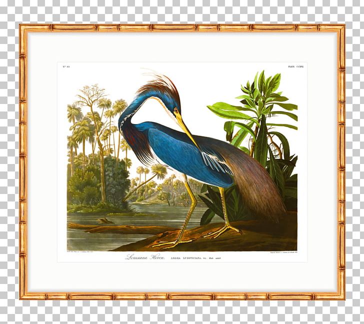 The Birds Of America American White Pelican Heron Printing Printmaking PNG, Clipart, American White Pelican, Art, Bamboo, Beak, Bird Free PNG Download