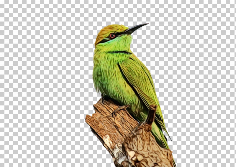 Hummingbirds Birds Bee-eater European Bee-eater Beak PNG, Clipart, Beak, Beeeater, Birds, Coraciiformes, European Beeeater Free PNG Download
