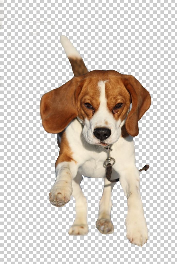 Beagle-Harrier English Foxhound Beagle-Harrier American Foxhound PNG, Clipart, American Foxhound, Bar, Beagle, Beagle Harrier, Beagleharrier Free PNG Download