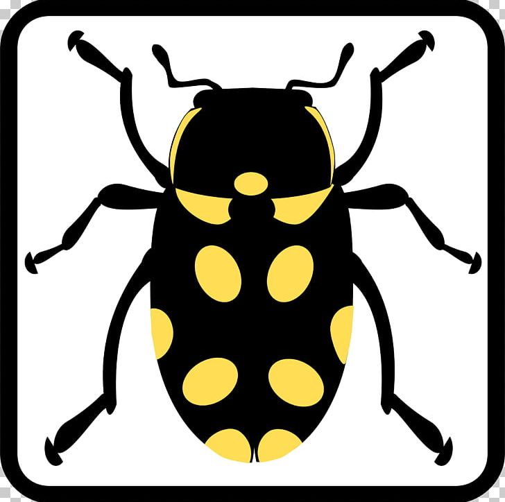 Beetle Butterfly PNG, Clipart, Animals, Artwork, Bee, Beetle, Bug Free PNG Download