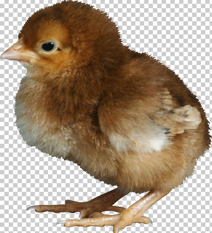 Chicken Kifaranga PNG, Clipart, Animals, Beak, Bird, Chicken, Digital Image Free PNG Download
