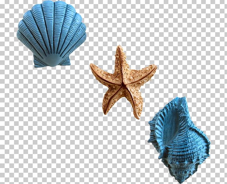 Douchegordijn Shower Curtain Bathroom Seashell PNG, Clipart, Bathroom, Beach, Bedroom, Cockle, Conch Free PNG Download