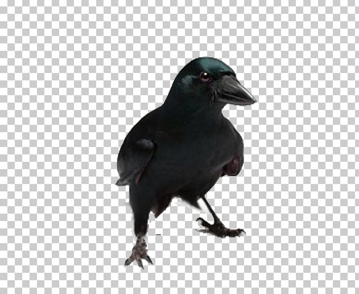 New Caledonian Crow Bird Common Raven Coyote PNG, Clipart, American Crow, Animal, Animal Cognition, Animals, Atmosphere Free PNG Download