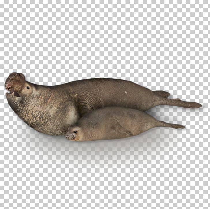 Zoo Tycoon 2 Sea Lion Southern Elephant Seal Northern Elephant Seal PNG, Clipart, Animal, Animals, California Sea Lion, Elephant Seal, Fauna Free PNG Download