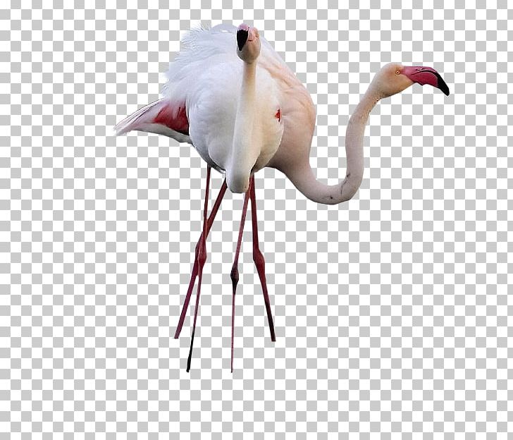 Bird Migration Fuente De Piedra Lagoon Common Ostrich Flamingo PNG, Clipart, Android, Animals, Beak, Bird, Bird Migration Free PNG Download