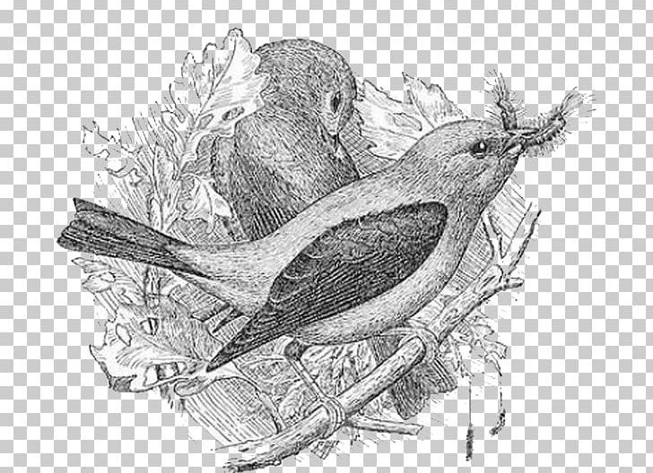 Bird Sparrow Drawing PNG, Clipart, Animals, Artwork, Bird, Cartoon, Color Free PNG Download