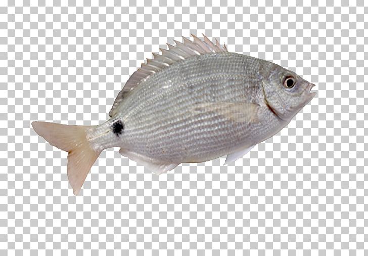 Fish Fin Whitefish PNG, Clipart, Animals, Animal Source Foods, Black White, Color, Download Free PNG Download